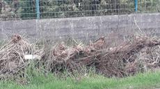 Picture of aulet