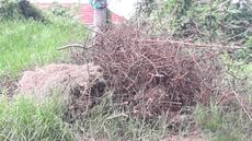 Picture of aulet