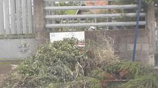 Picture of aulet