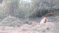 Picture of aulet