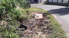 Picture of aulet