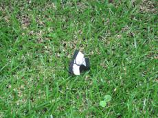 Picture of Ti Tang'