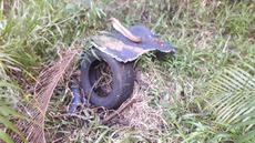 Picture of aulet