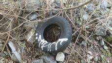 Picture of aulet