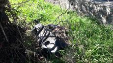 Picture of aulet