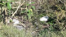 Picture of aulet