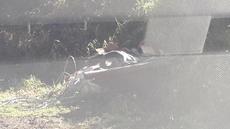 Picture of aulet