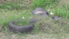 Picture of aulet