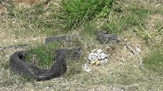 Picture of aulet