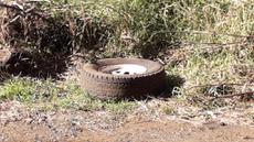 Picture of aulet