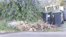 Picture of aulet