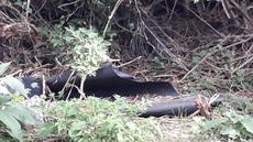Picture of aulet