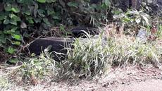 Picture of aulet