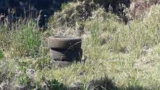 Picture of aulet