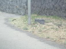 Picture of Ti Tang'