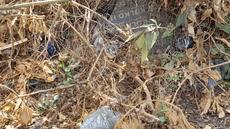 Picture of aulet