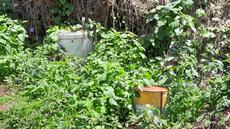 Picture of aulet