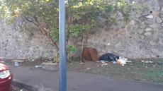 Picture of aulet
