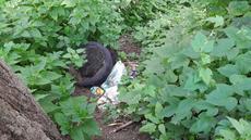 Picture of aulet