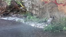 Picture of aulet