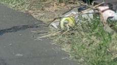 Picture of aulet