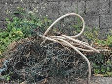 Picture of aulet