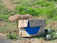 Picture of aulet