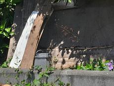 Picture of aulet