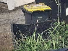 Picture of aulet