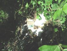 Picture of Ti Tang'