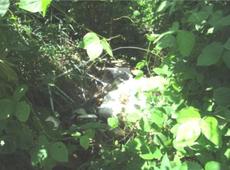 Picture of Ti Tang'