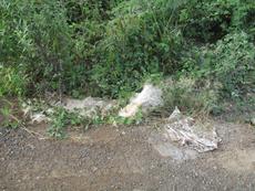 Picture of Ti Tang'