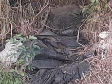 Picture of aulet