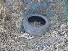 Picture of Ti Tang'