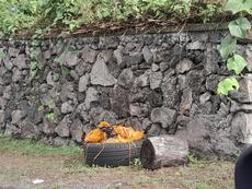 Picture of aulet