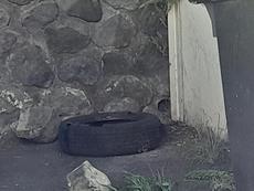 Picture of aulet