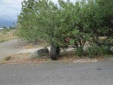 Picture of Ti Tang'