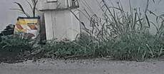 Picture of aulet