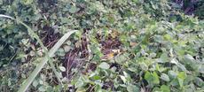 Picture of aulet