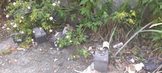 Picture of aulet