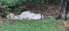 Picture of aulet