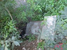 Picture of Ti Tang'