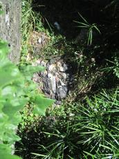 Picture of Ti Tang'