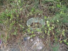 Picture of Ti Tang'