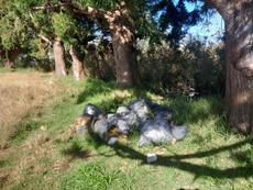 Picture of aulet